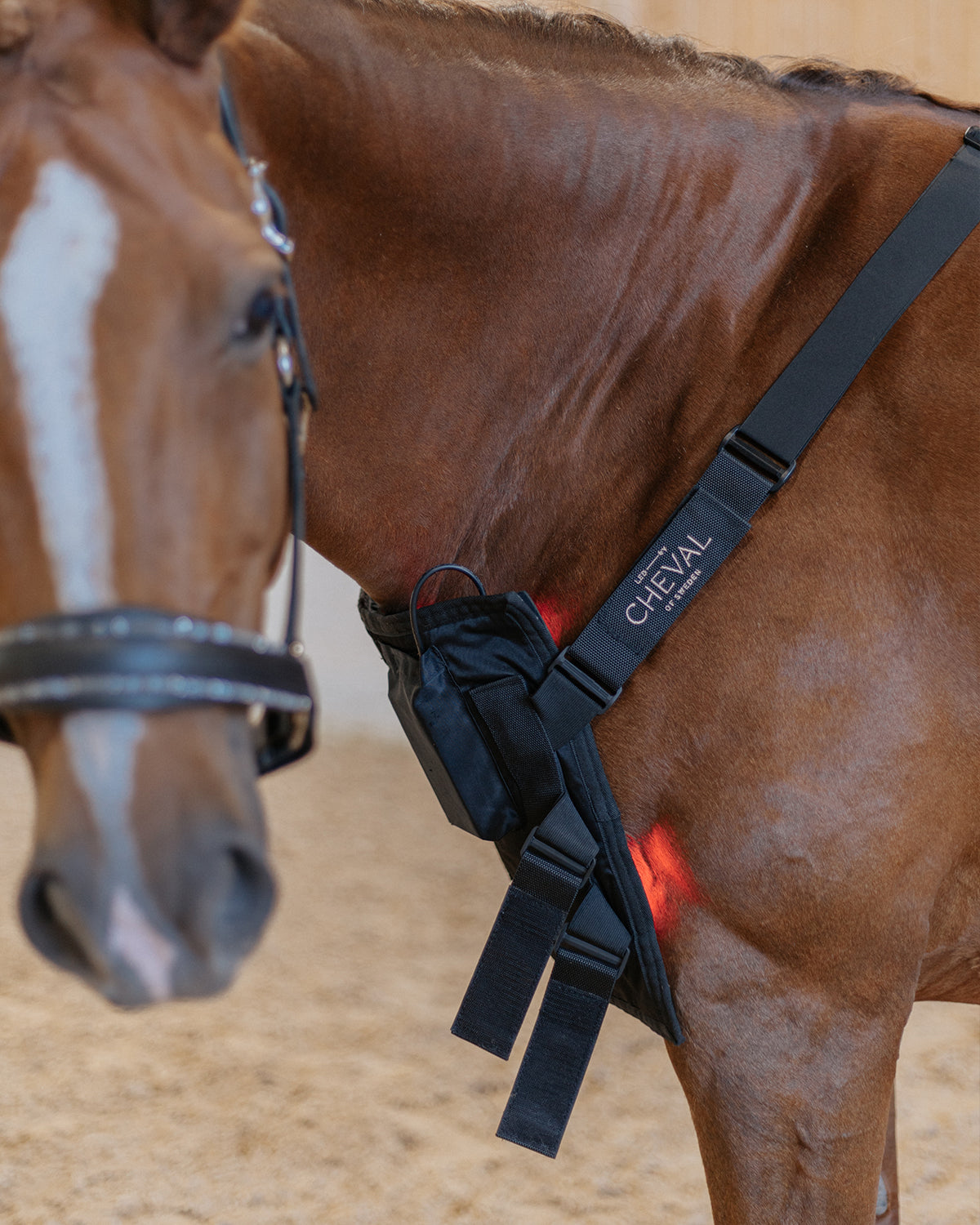 Wrap108 | Red and infrared LED treatment system for horses