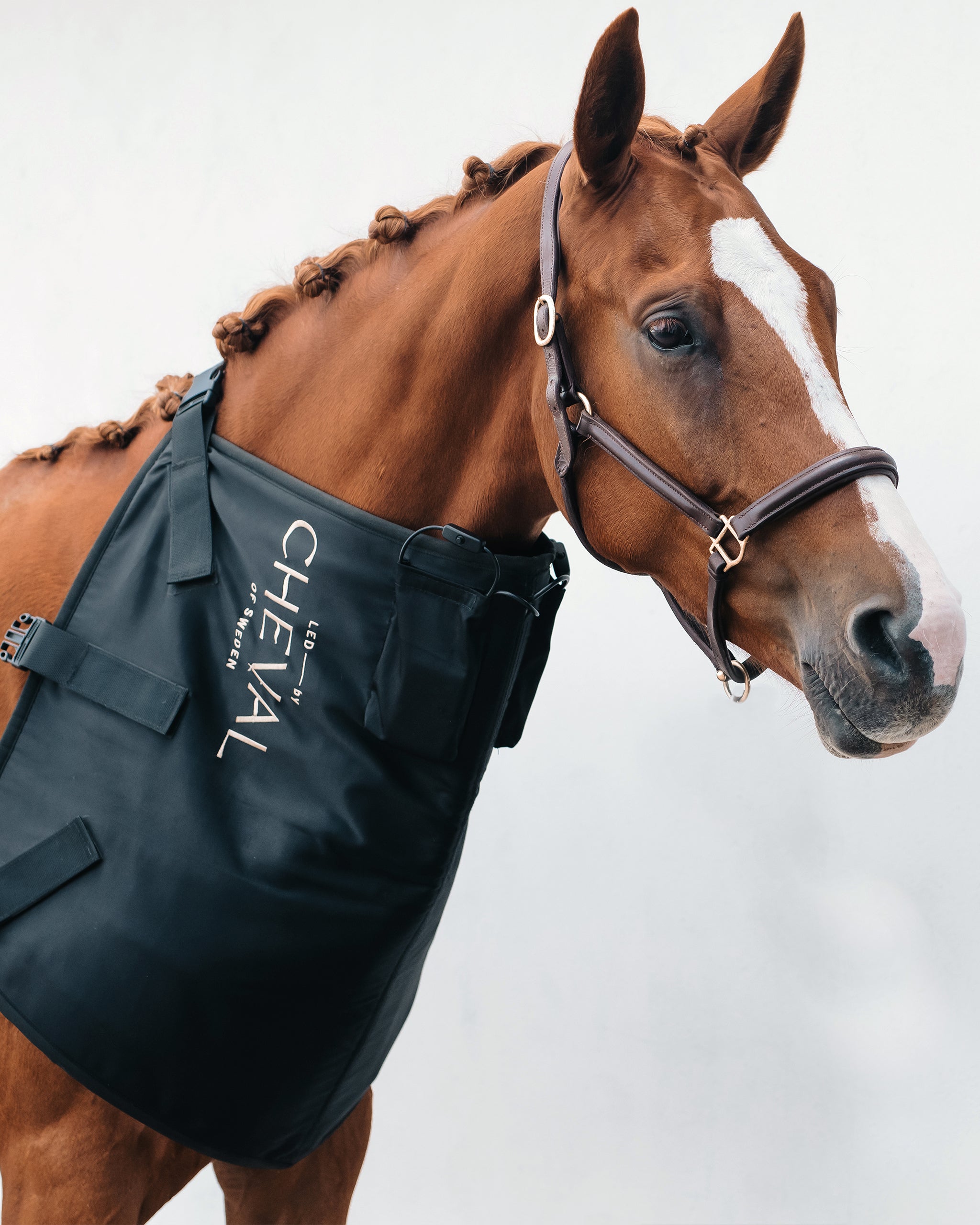 Pad | Red and infrared LED treatment system for horses