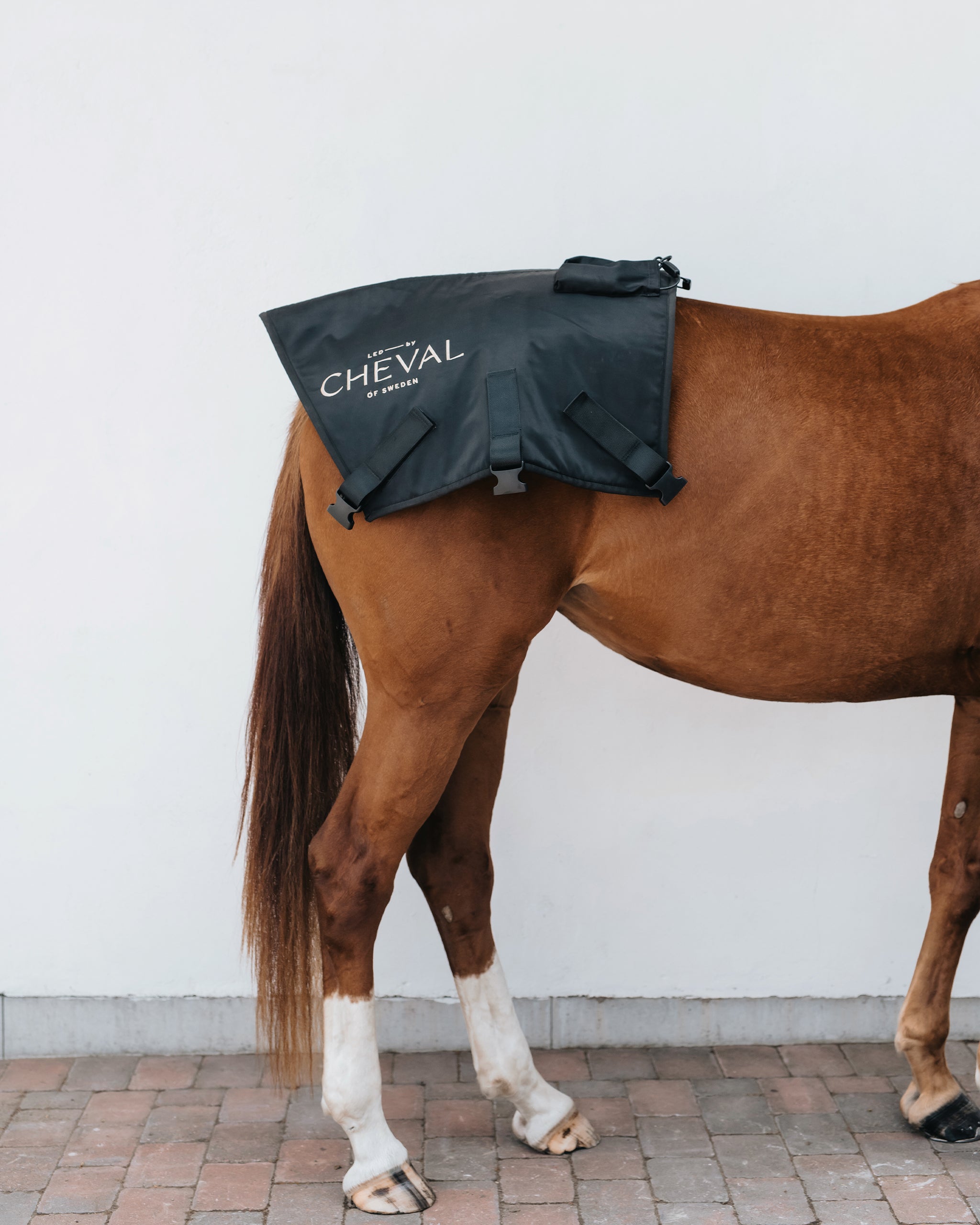 Pad | Red and infrared LED treatment system for horses