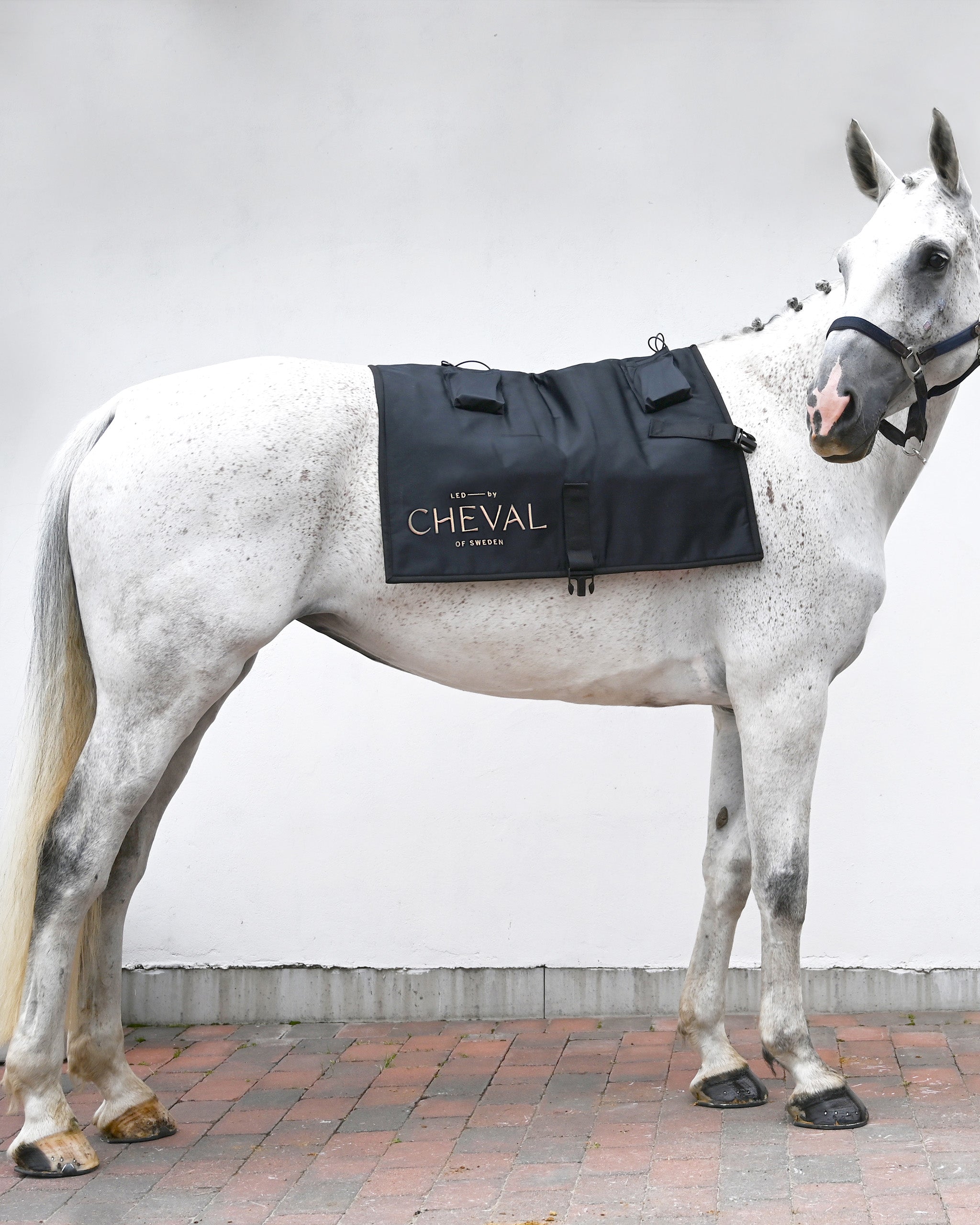 Sheet | Red and infrared LED treatment system for horses