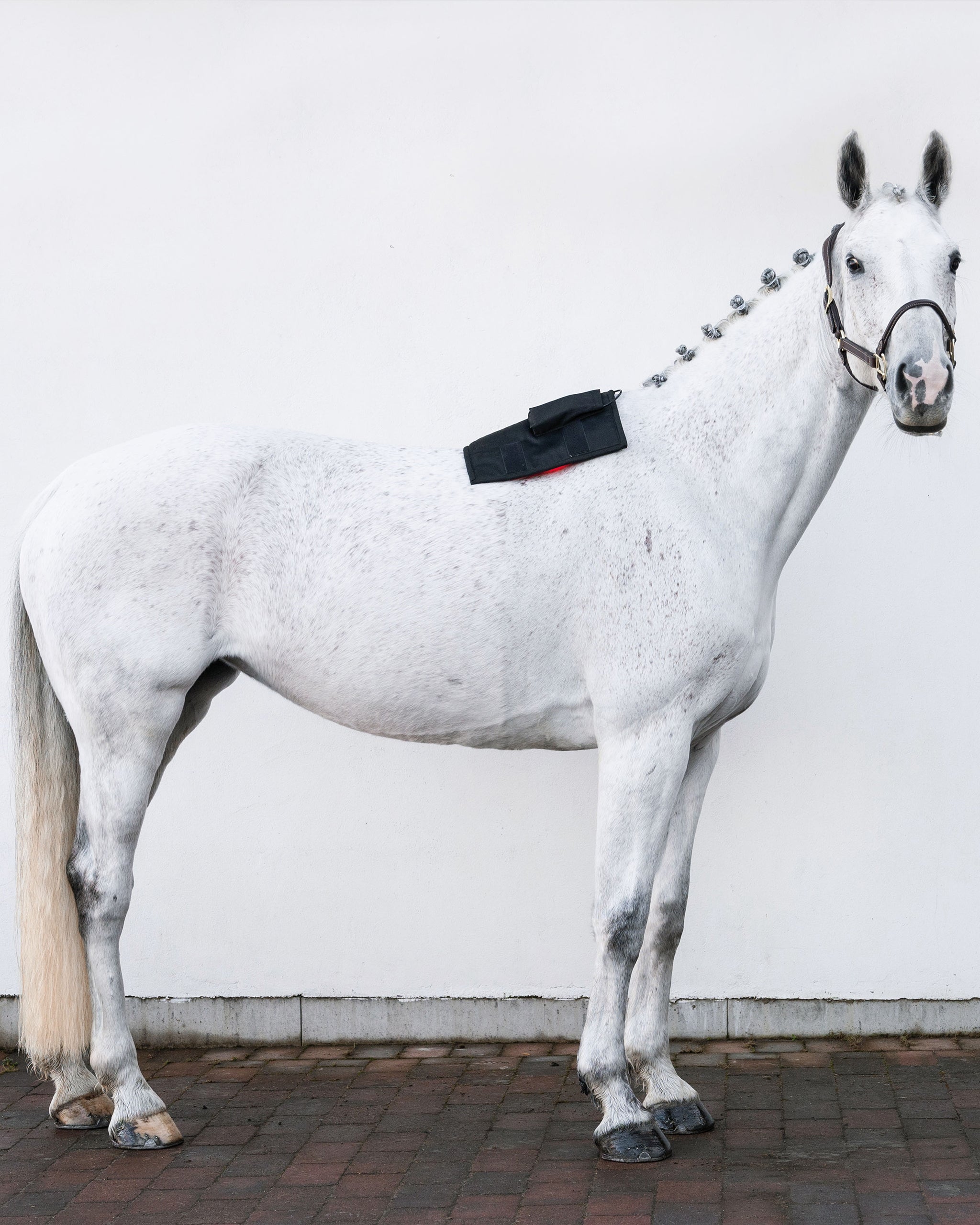 Wrap72 | Red and infrared LED treatment system for horses