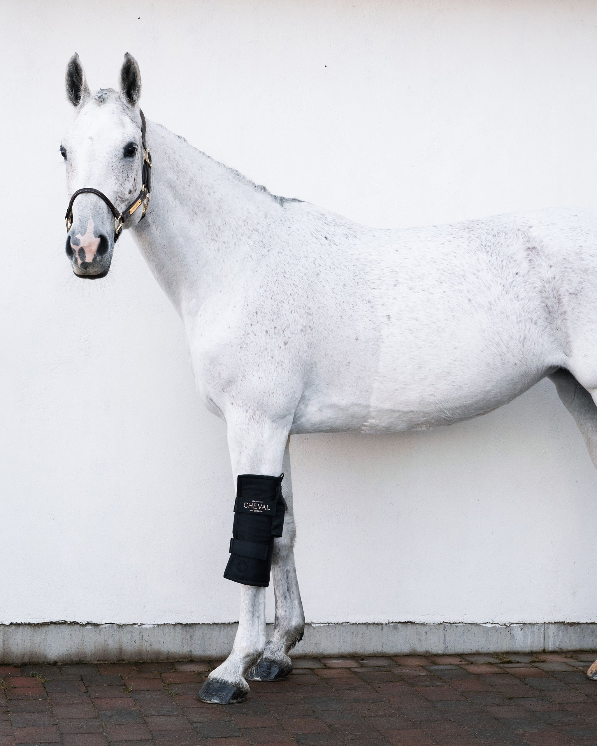 Wrap72 | Red and infrared LED treatment system for horses