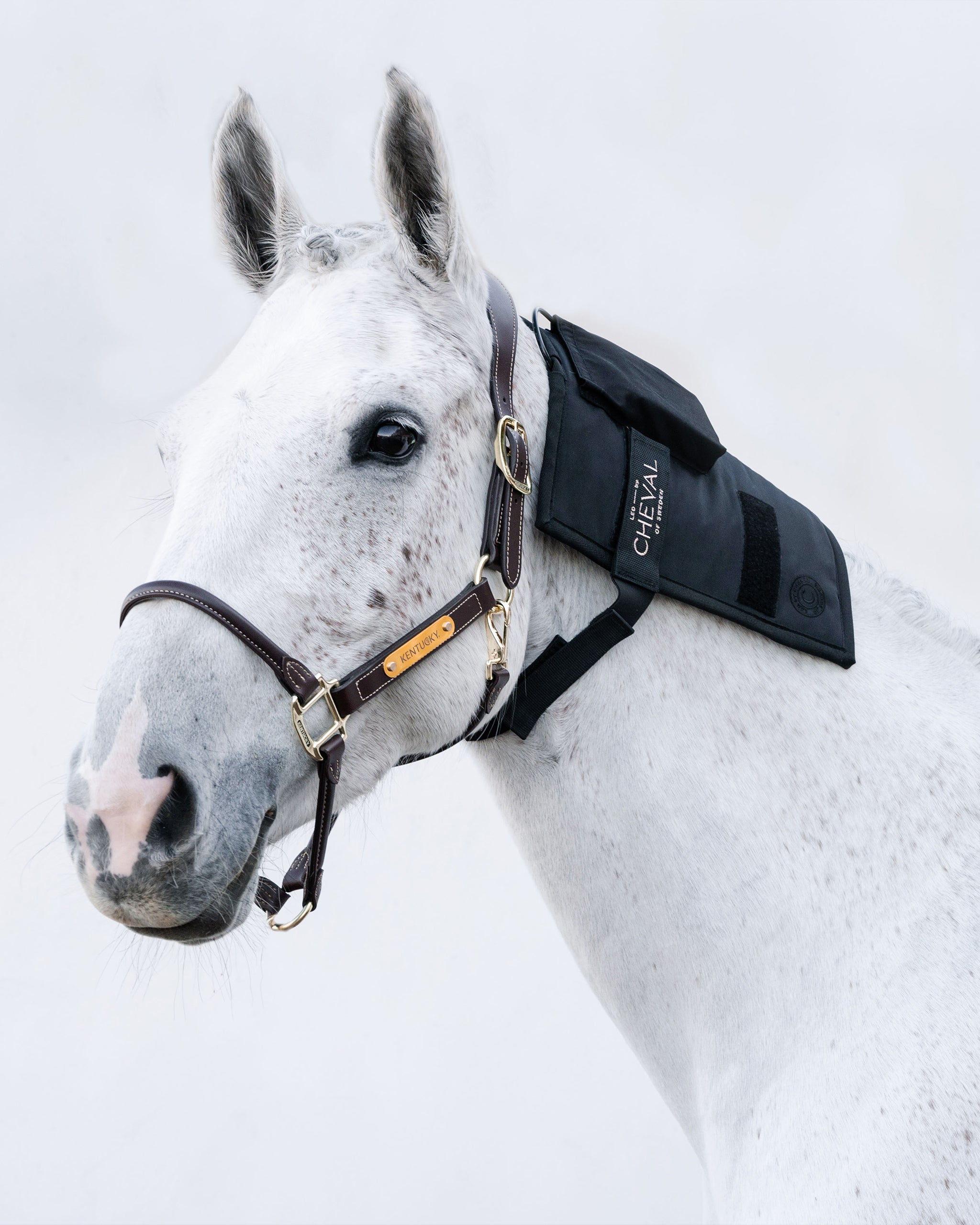 Wrap72 | Red and infrared LED treatment system for horses