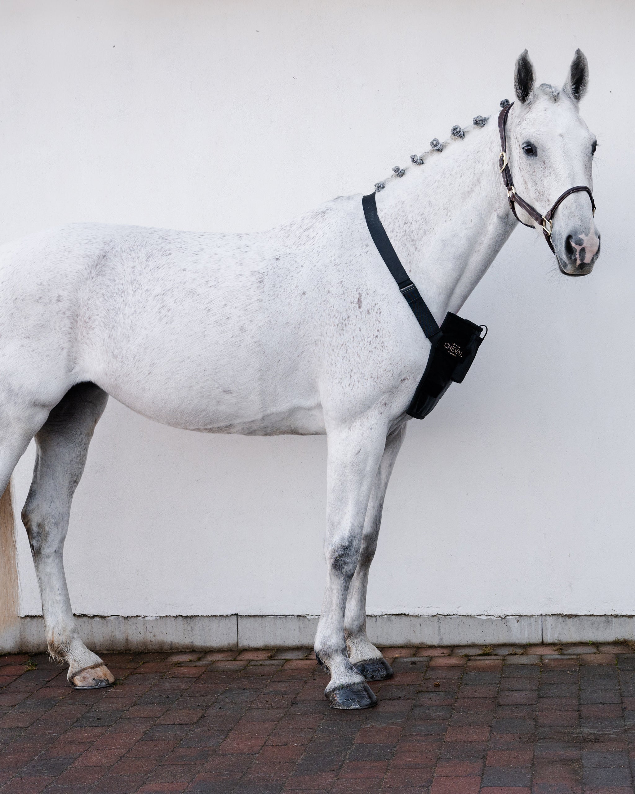 Wrap72 | Red and infrared LED treatment system for horses