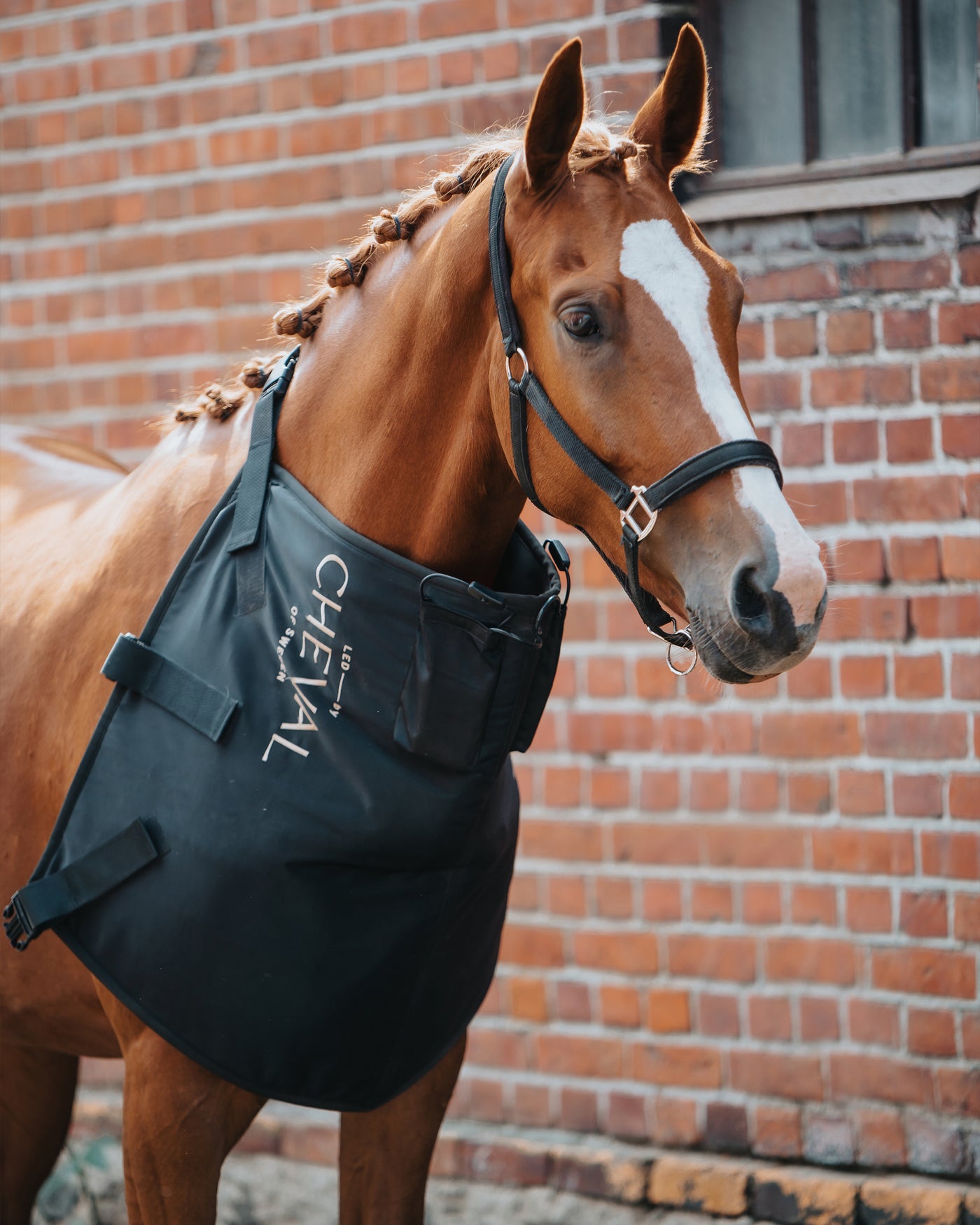 A chestnut horse with a plaited mane standing beside a brick wall, wearing the Pad over the neck and shoulders.