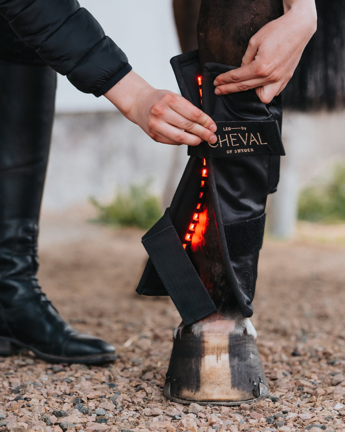 Two hands opening the cover of the Wrap72 on a horse's leg, with red light showing along the inside of the panel.