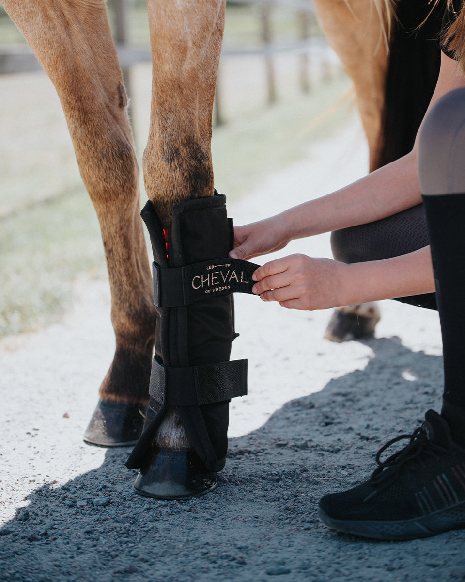 A rider crouching to fasten the Wrap72 around the lower leg of a dun horse, closing the branded strap across the front.