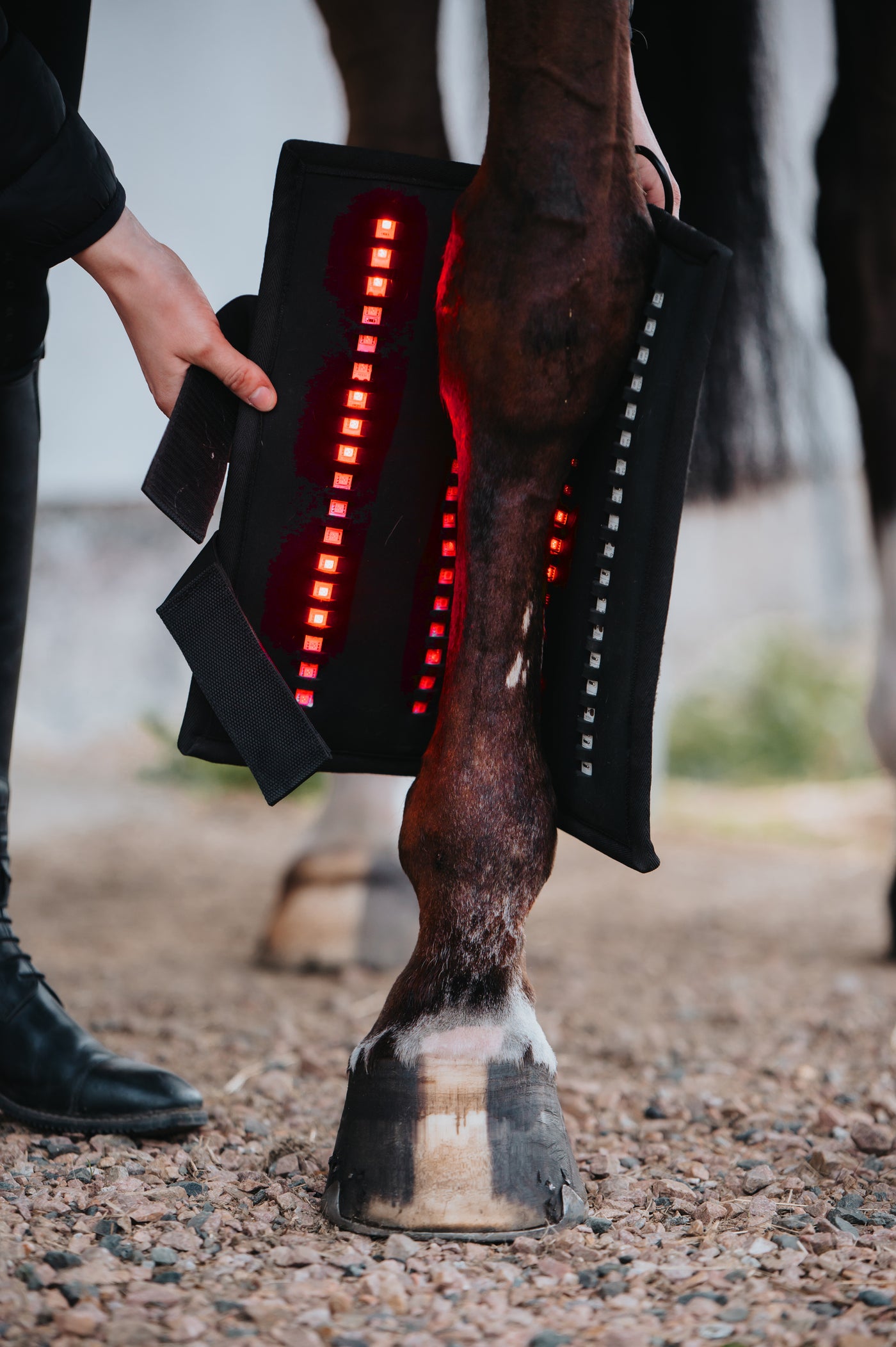 The Wrap72 held open against a horse's lower leg, showing the red lamps lit in a column along the inner face of the panel.