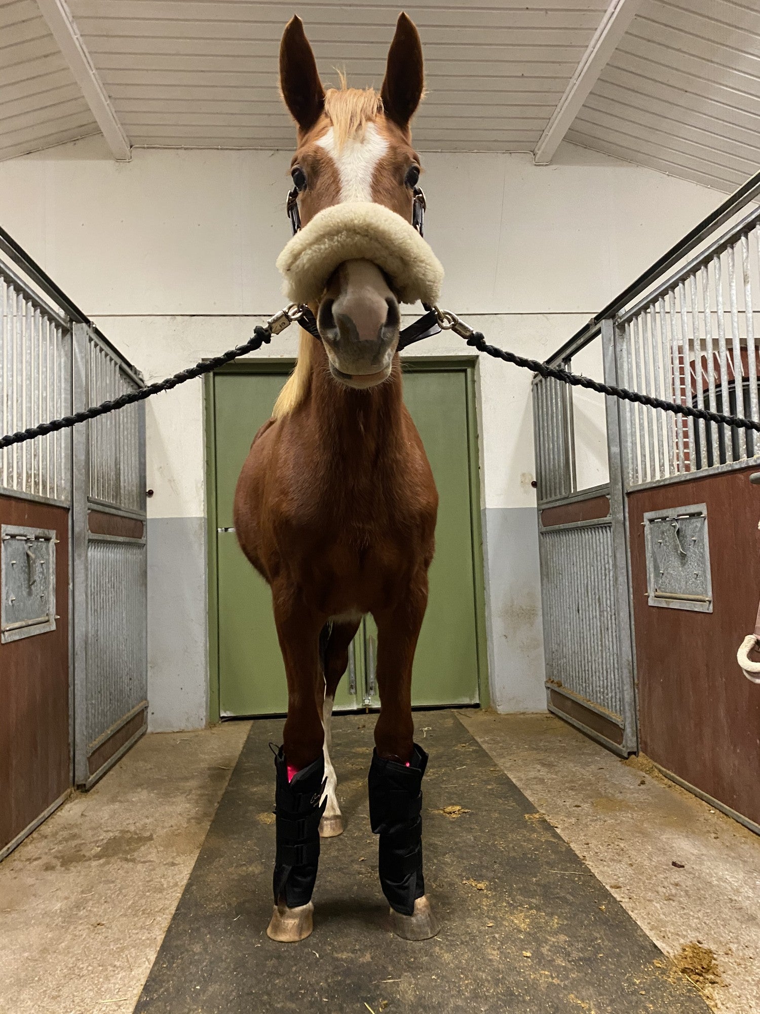 A chestnut mare cross-tied in a stable aisle, wearing prototype LED wraps on both forelegs